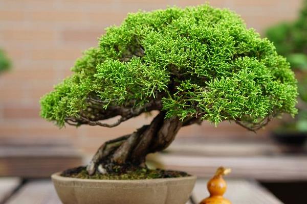 柏樹盆景適合放室內嗎 柏樹盆景制作方法 