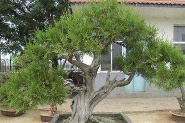 柏樹盆景適合放室內嗎 柏樹盆景制作方法 