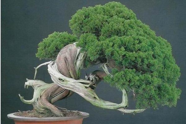 柏樹盆景適合放室內嗎 柏樹盆景制作方法 