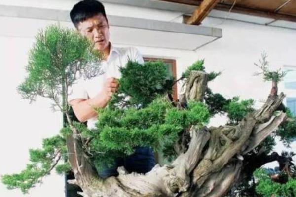 柏樹盆景適合放室內嗎 柏樹盆景制作方法 