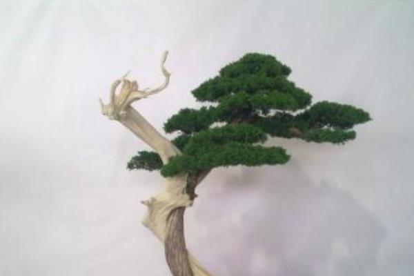 柏樹盆景適合放室內嗎 柏樹盆景制作方法 