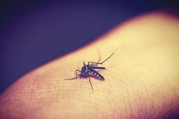 蚊子幾月份出現 蚊子的克星是什么
