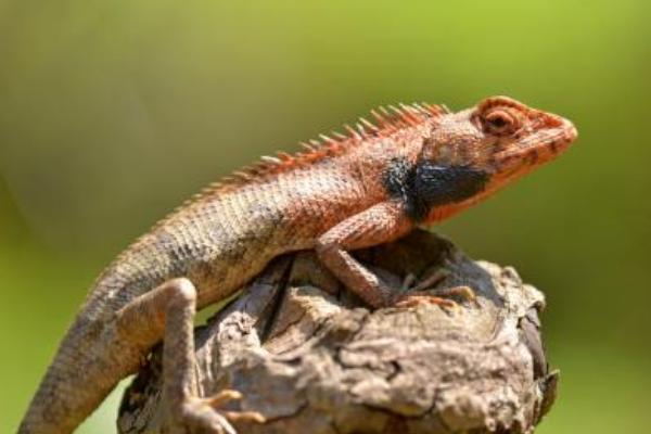 蚊子幾月份出現 蚊子的克星是什么