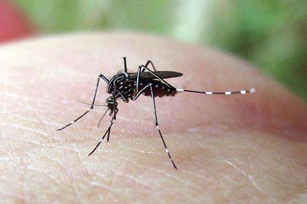 蚊子幾月份出現 蚊子的克星是什么