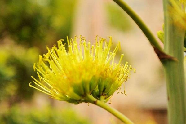 龍舌蘭花有毒嗎 龍舌蘭適合室內養嗎