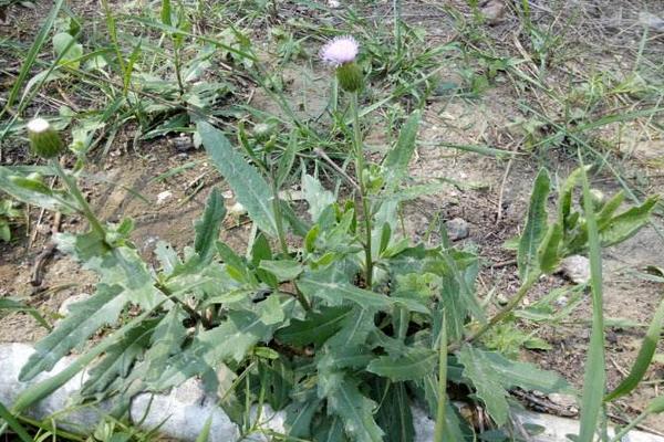 刺兒菜的功效與作用及禁忌 刺兒菜的營養價值與藥用價值