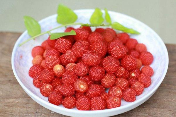 山莓可以吃嗎 山莓泡酒的功效與作用及禁忌