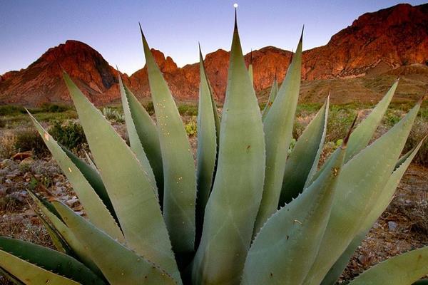 龍舌蘭花有毒嗎 龍舌蘭適合室內養嗎