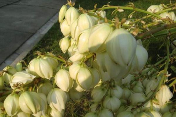 龍舌蘭花有毒嗎 龍舌蘭適合室內養嗎