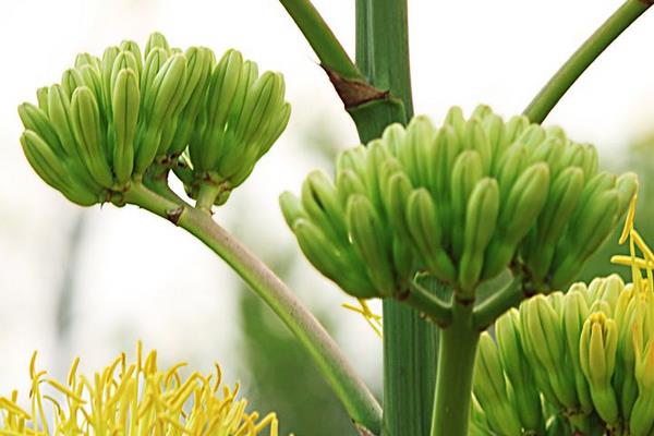 龍舌蘭花有毒嗎 龍舌蘭適合室內養嗎