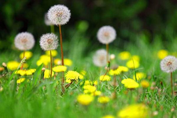 婆婆丁的功效與作用及禁忌 婆婆丁的藥用價值