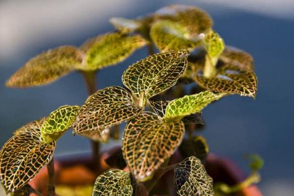 金線蓮燉什么好 金線蓮和什么一起煲湯效果好