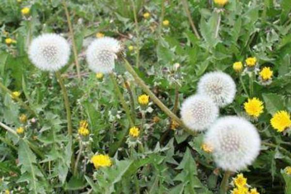 婆婆丁的功效與作用及禁忌 婆婆丁的藥用價(jià)值