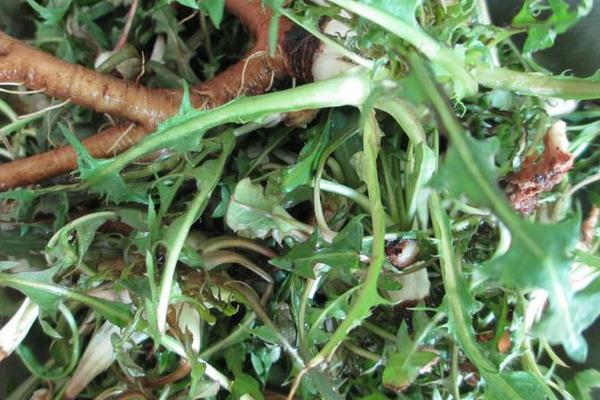 婆婆丁的功效與作用及禁忌 婆婆丁的藥用價(jià)值