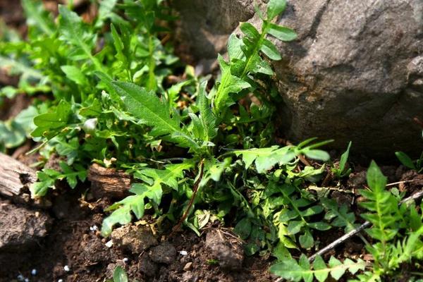 婆婆丁的功效與作用及禁忌 婆婆丁的藥用價(jià)值