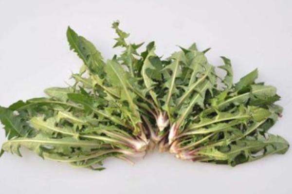 婆婆丁的功效與作用及禁忌 婆婆丁的藥用價(jià)值