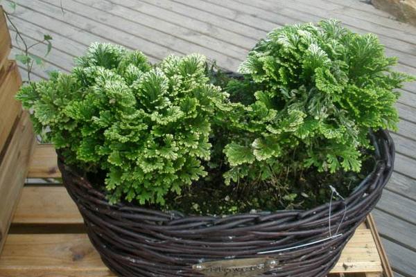 九死還魂草的功效與作用及禁忌 九死還魂草的藥用價(jià)值