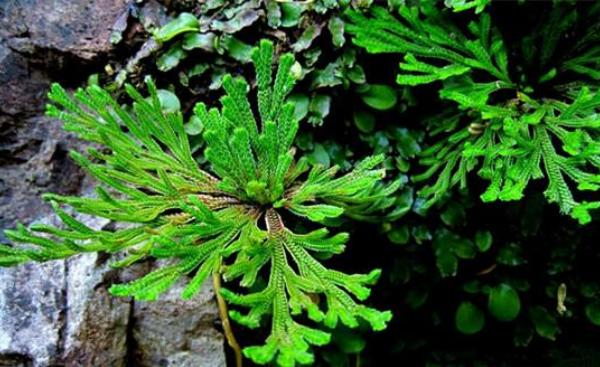 九死還魂草市場價格多少錢一斤 九死還魂草怎么吃