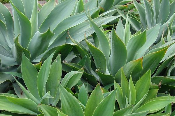 龍舌蘭花怎么澆水（多久澆一次） 龍舌蘭花葉子發(fā)黃怎么辦