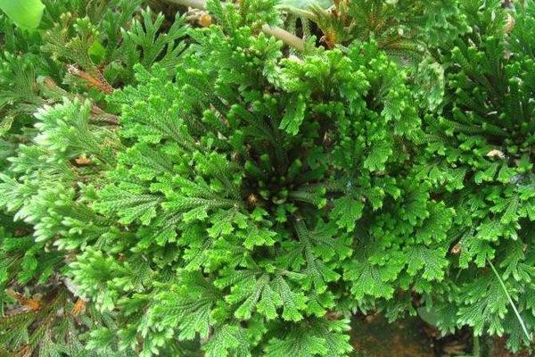 九死還魂草市場價格多少錢一斤 九死還魂草怎么吃