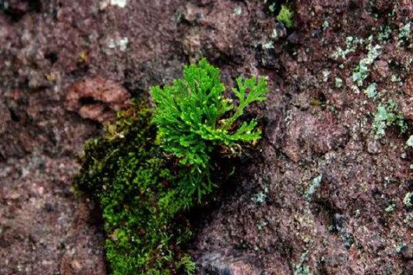 九死還魂草市場價格多少錢一斤 九死還魂草怎么吃