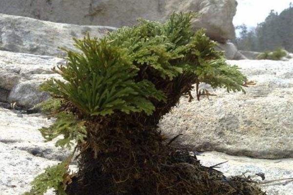 九死還魂草市場價格多少錢一斤 九死還魂草怎么吃