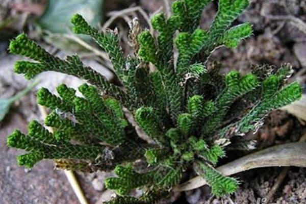 九死還魂草市場價格多少錢一斤 九死還魂草怎么吃