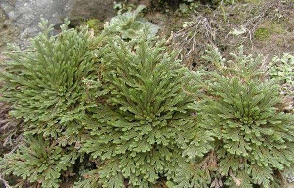 九死還魂草市場價格多少錢一斤 九死還魂草怎么吃