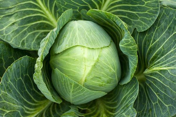 卷心菜怎么切絲 卷心菜怎么洗