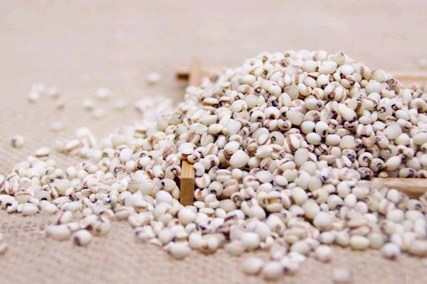 薏米是什么 薏米哪里產的最好