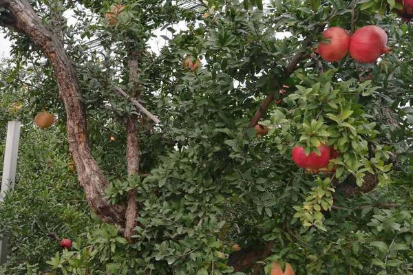 種軟籽石榴一畝有多少利潤(rùn) 軟籽石榴幾年掛果