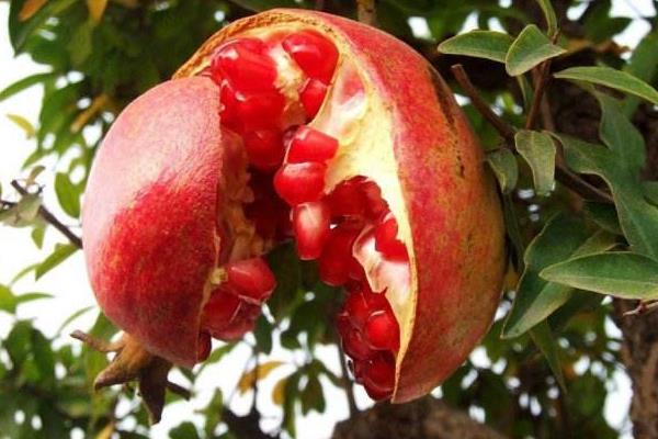 種軟籽石榴一畝有多少利潤(rùn) 軟籽石榴幾年掛果