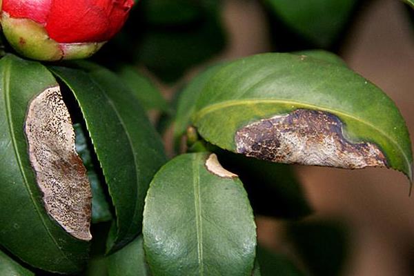山茶花葉子干枯怎么辦 山茶花掉葉子怎么回事
