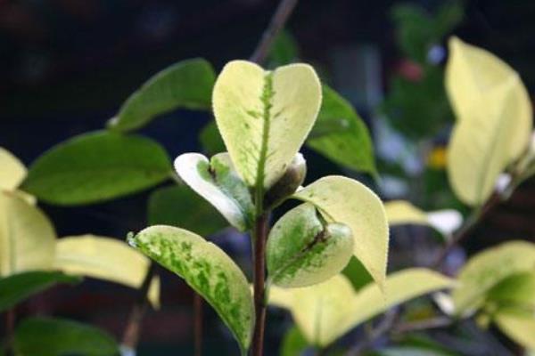 山茶花葉子干枯怎么辦 山茶花掉葉子怎么回事