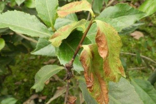 山茶花葉子干枯怎么辦 山茶花掉葉子怎么回事