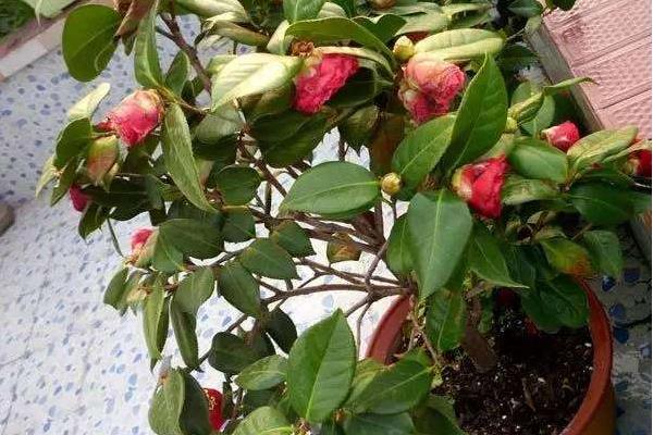 山茶花葉子干枯怎么辦 山茶花掉葉子怎么回事