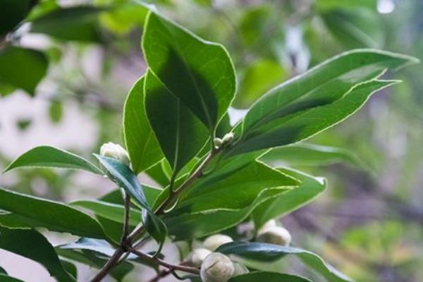 山茶花葉子干枯怎么辦 山茶花掉葉子怎么回事