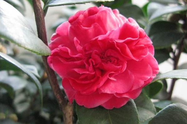 山茶花葉子干枯怎么辦 山茶花掉葉子怎么回事