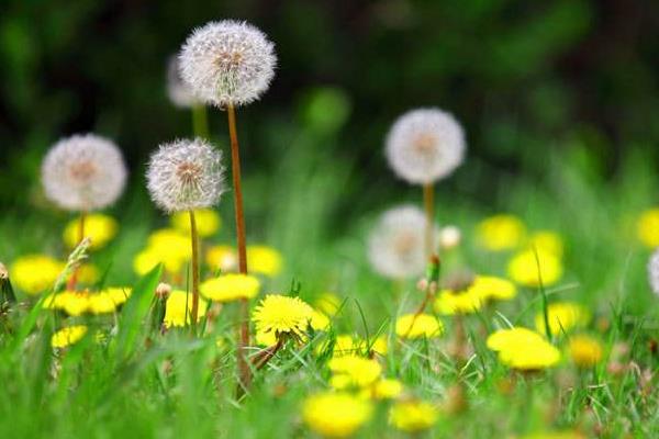 婆婆丁人工種植方法 婆婆丁什么時(shí)間種