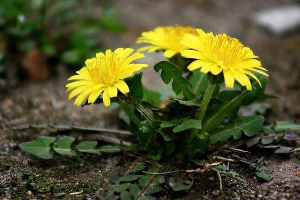 婆婆丁分幾種 蒲公英和婆婆丁的區(qū)別是什么
