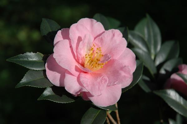 山茶花怎么養 山茶花的養殖方法與注意事項