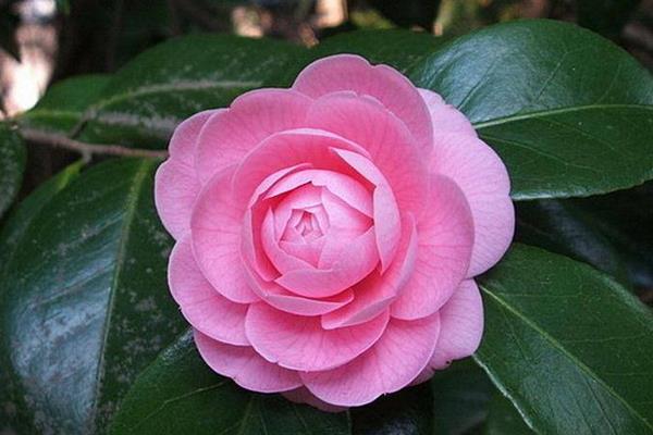 山茶花花語是什么（寓意） 山茶花比喻人的什么品質(zhì)