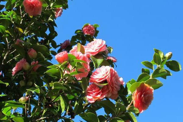 山茶花什么時候開花（花期是幾月） 種植山茶花的禁忌