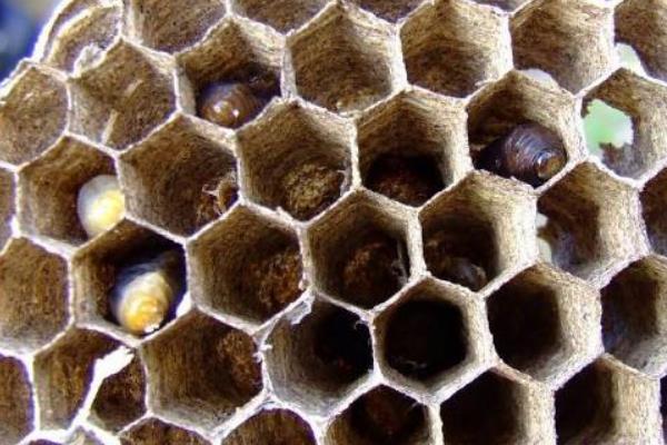 馬蜂在家做窩代表什么 家里有馬蜂窩的預兆