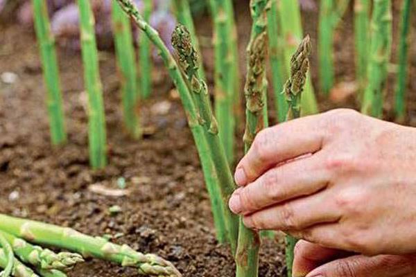 蘆筍是什么植物 蘆筍產地在哪里