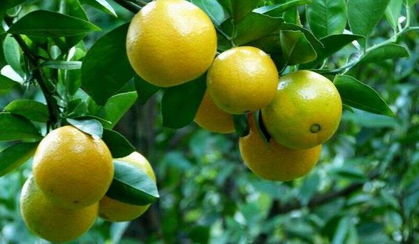 貢柑功效與作用 貢柑的營養(yǎng)價(jià)值