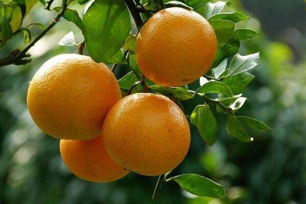 貢柑是什么 貢柑幾年掛果