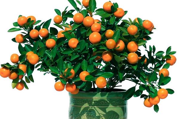 盆栽四季桔怎么修剪枝葉 四季桔一年長幾次果實