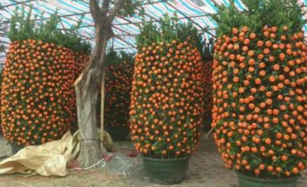 盆栽四季桔怎么修剪枝葉 四季桔一年長幾次果實