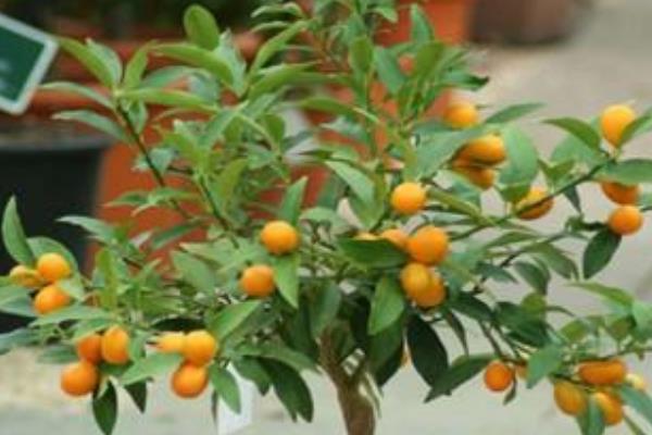 盆栽四季桔怎么修剪枝葉 四季桔一年長幾次果實